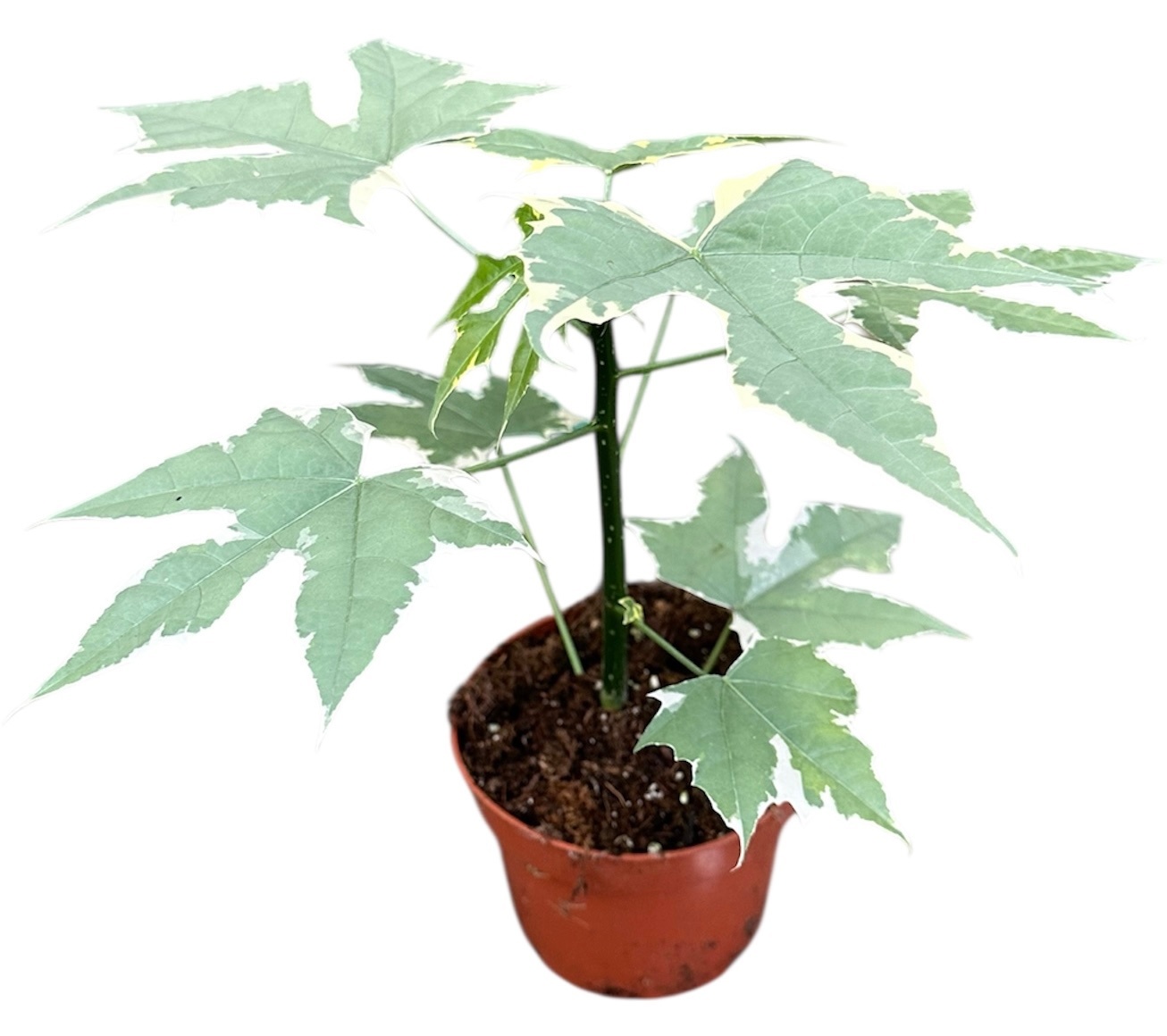 Cnidoscolus Aconitifolius Variegata, D 10,5