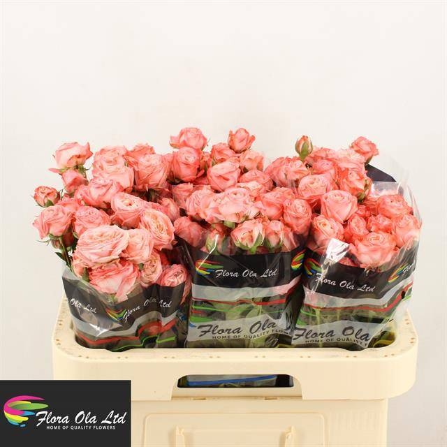 Роза куст. Эмейзин Мэджик 60, шт.