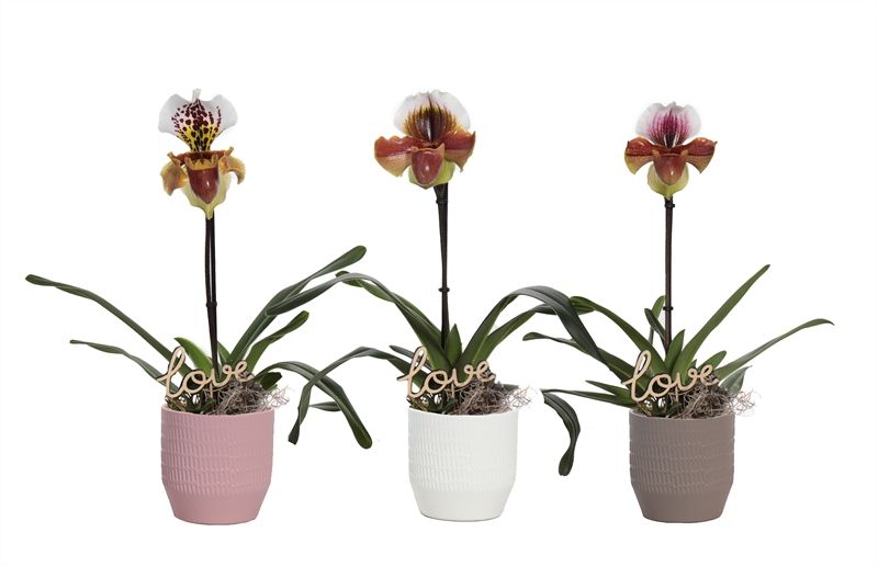 Tirza p12 scores Mix Paphiopedilum USA hybride 1bl, D 12 cm
