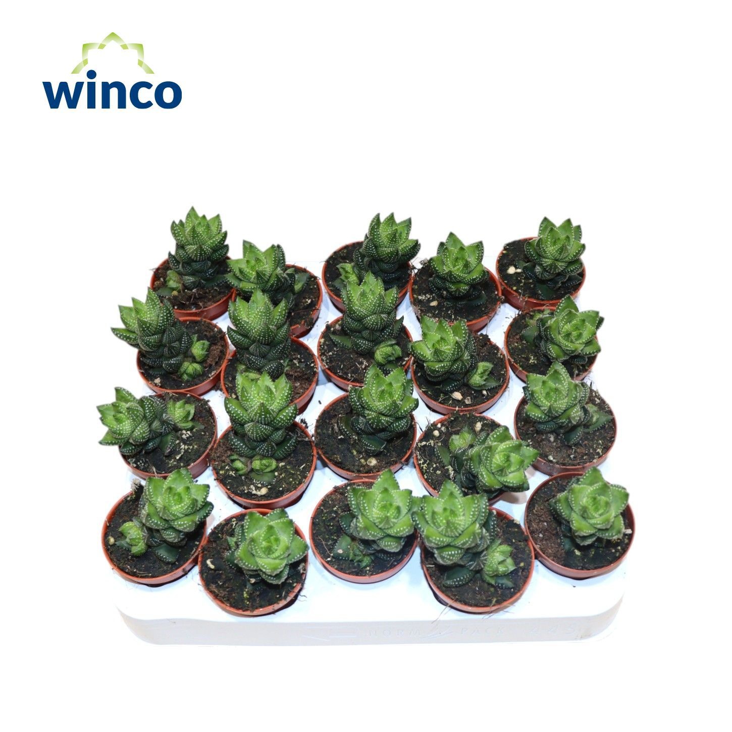 Haworthia Reinwardtii, D 5,5