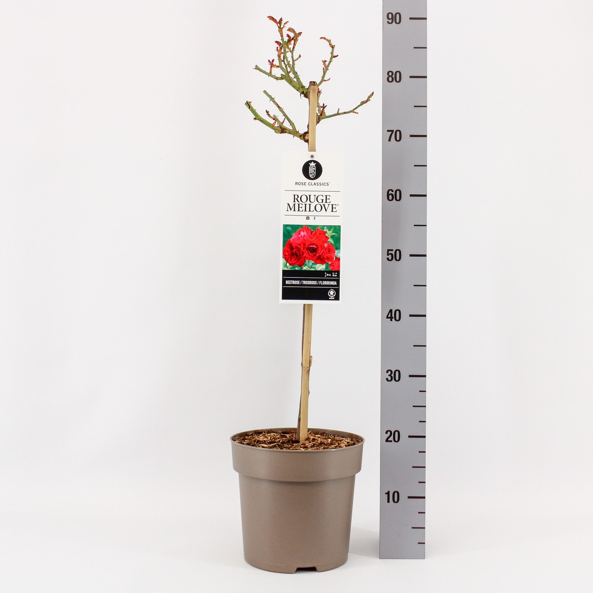 Rosa (F) Rouge Meilove ®, stam 50, C6, D 24