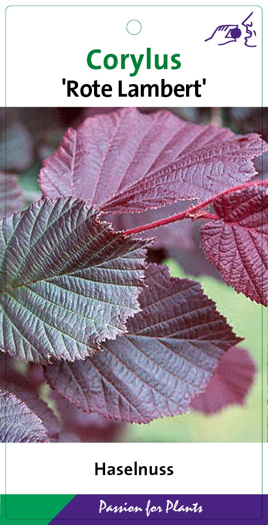 Corylus maxima 'Rote Lambert' 80-100C5, D 23 cm