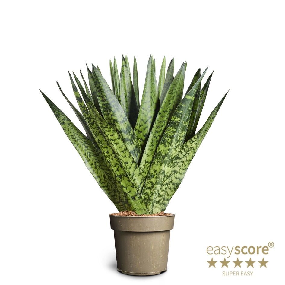 Sansevieria zeylanica ´Fan´, D 17