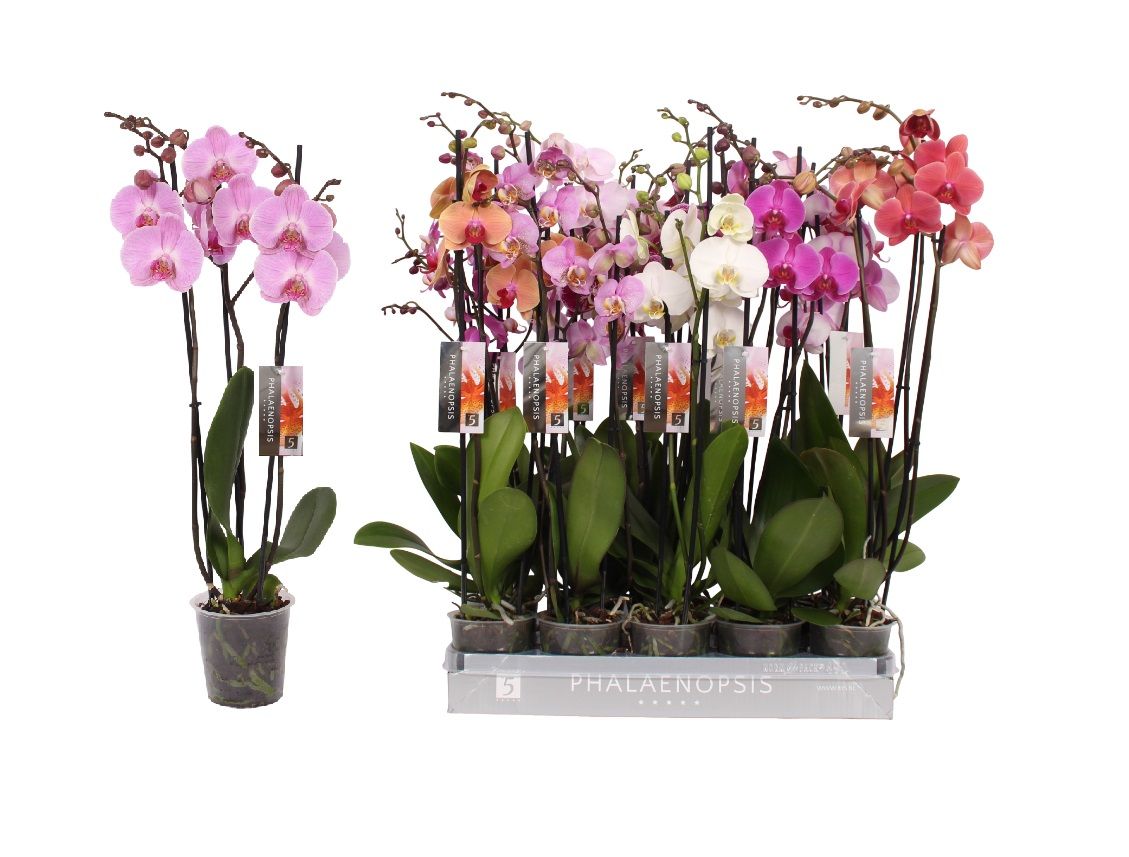 Phalaenopsis 6 color mix, 3-spike 22+, D 12