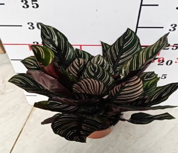 Калатея орната 11 30 (предзаказ)