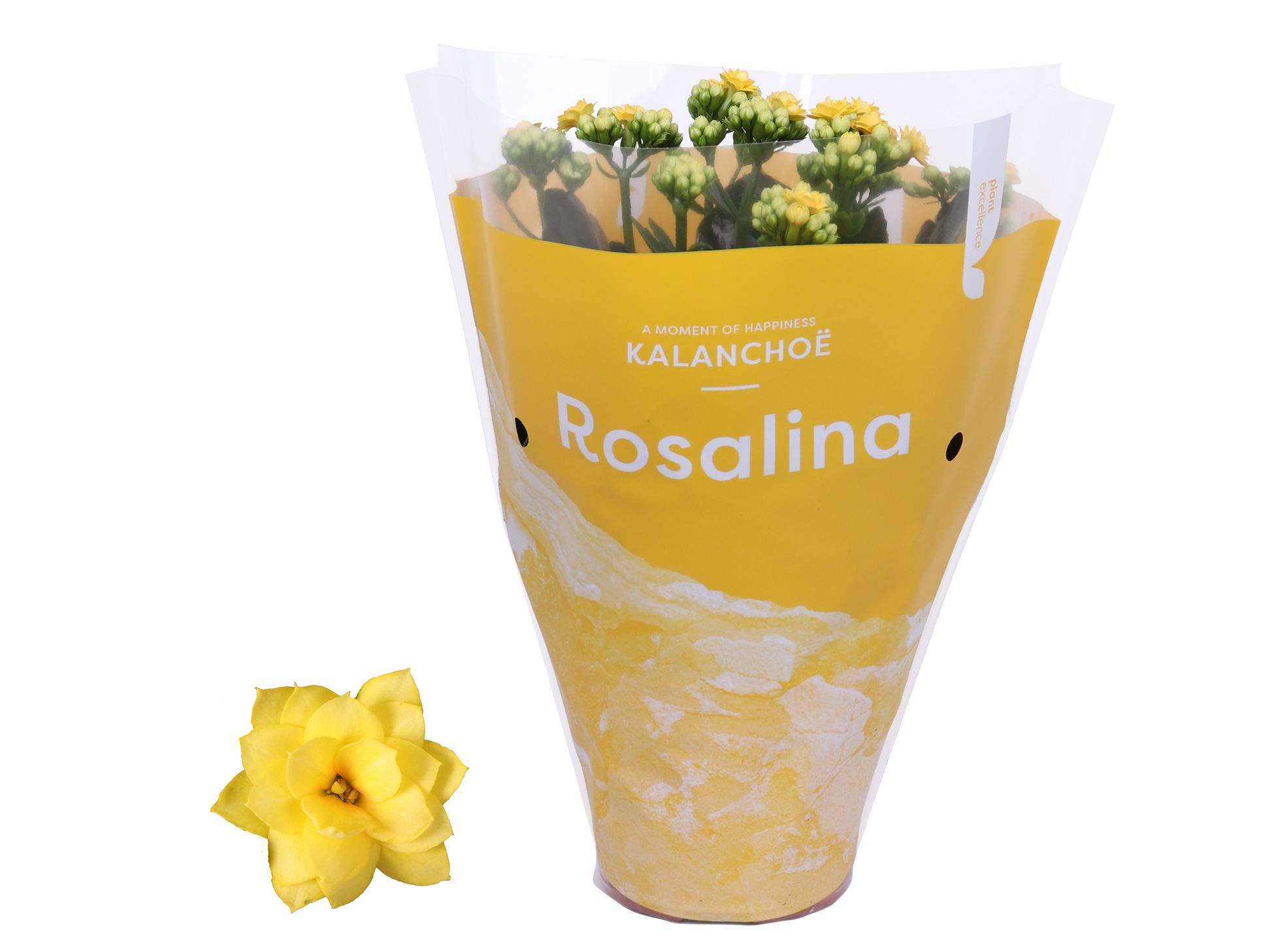 Kalanchoe Rosalina 12cm TST Don Amarillo, Gele hoes, D 12 cm Kalanchoe Rosalina 12cm TST Don Amarillo, Gele hoes, D 12 cm
