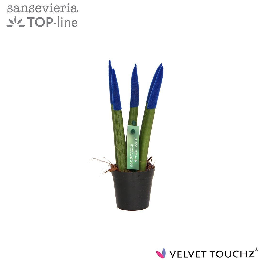 Sansevieria VELVET TOUCHZ® Blauw, D 6 cm