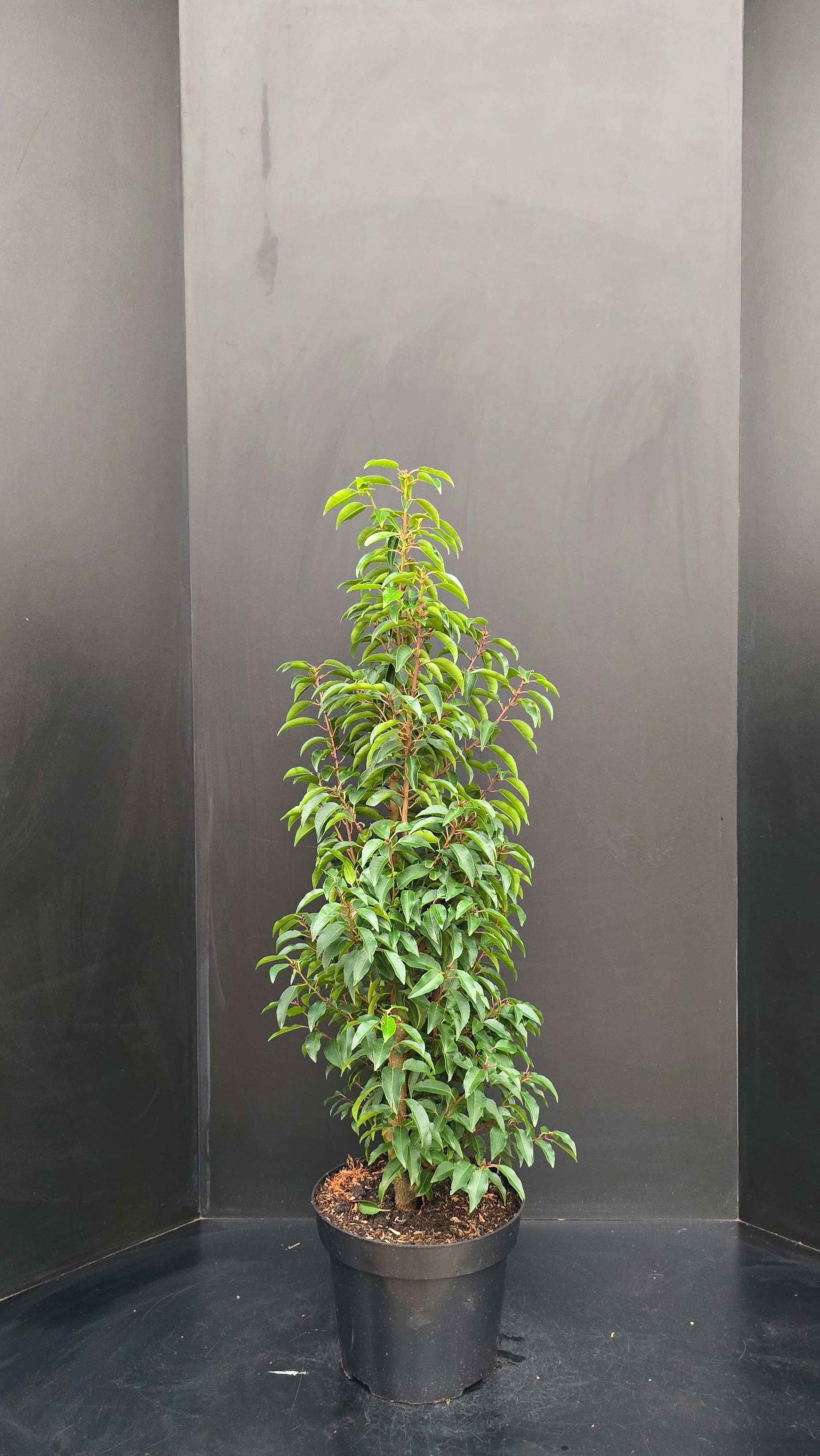 Prunus lusitanica Angustifolia, D 32