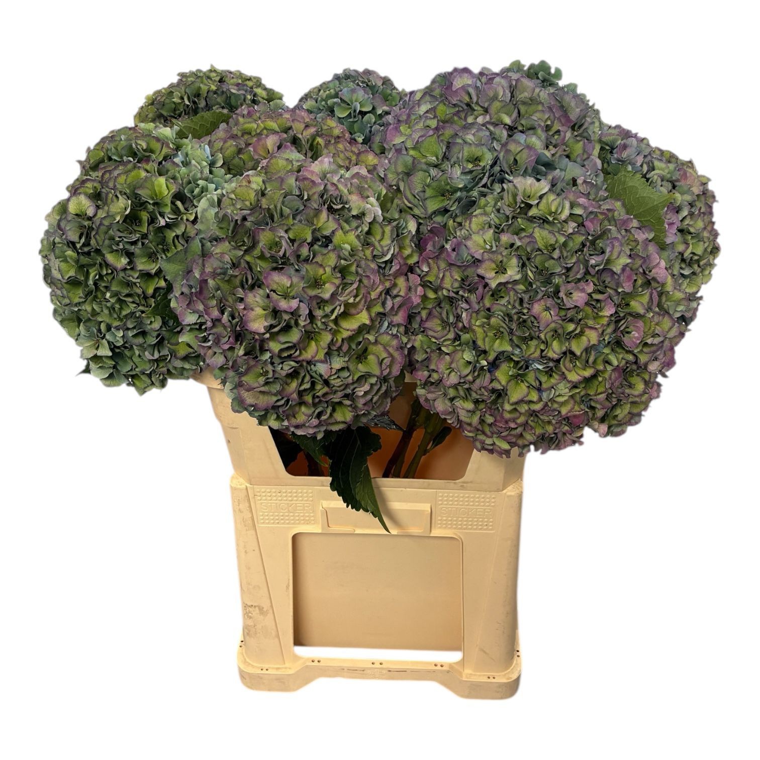 Гортензия Роял Парад Классик 80, шт.