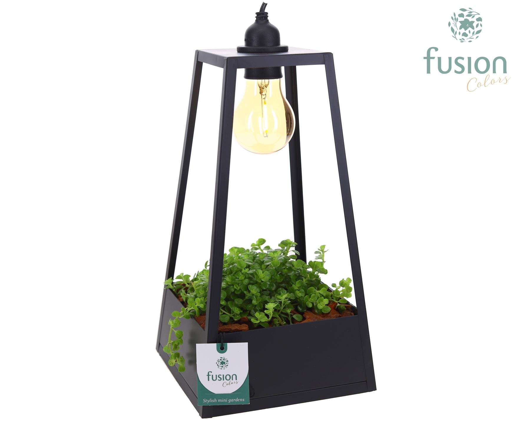 Lantaarn metaal zwart met verlichting met Pilea, D 18