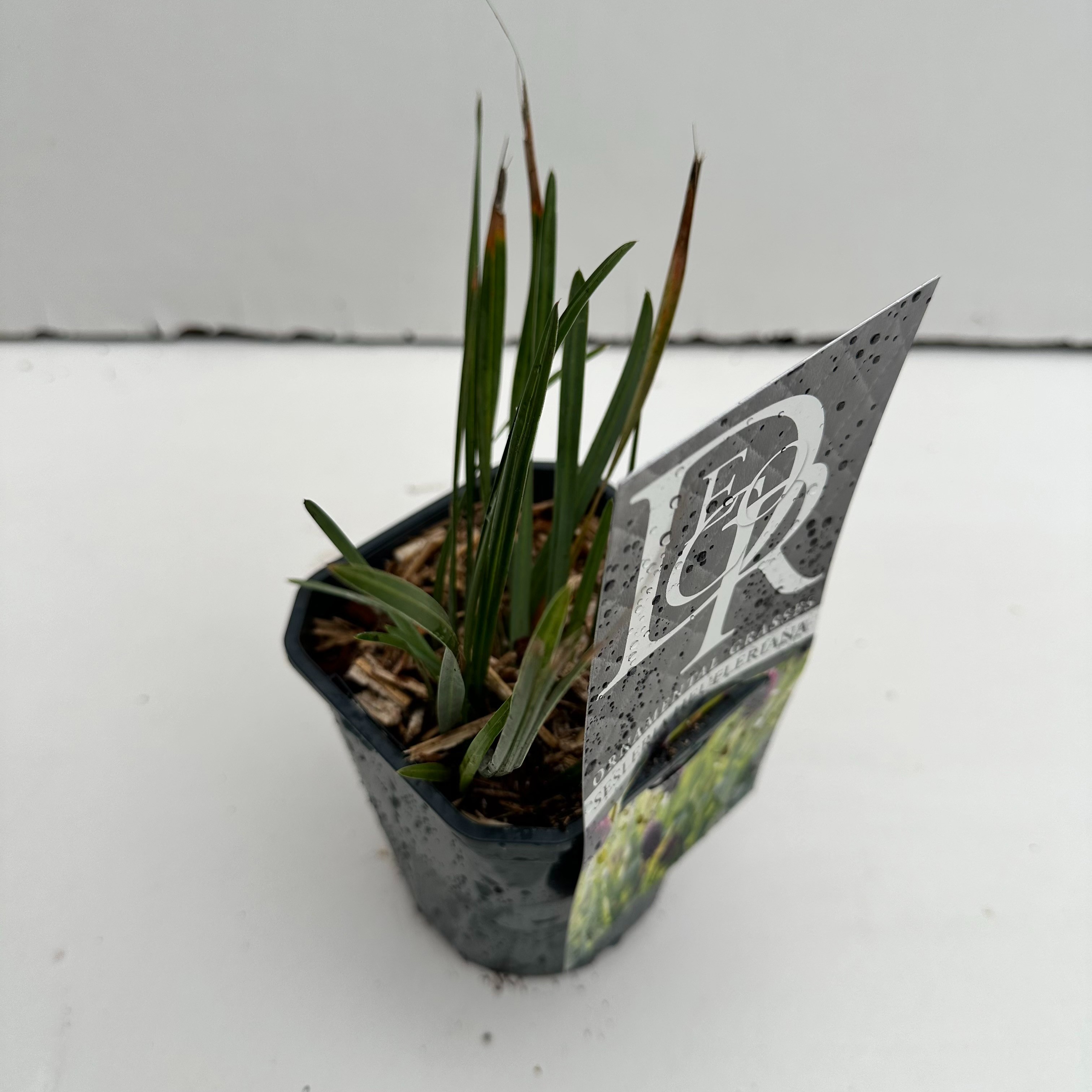 Sesleria Heufleriana, D 13