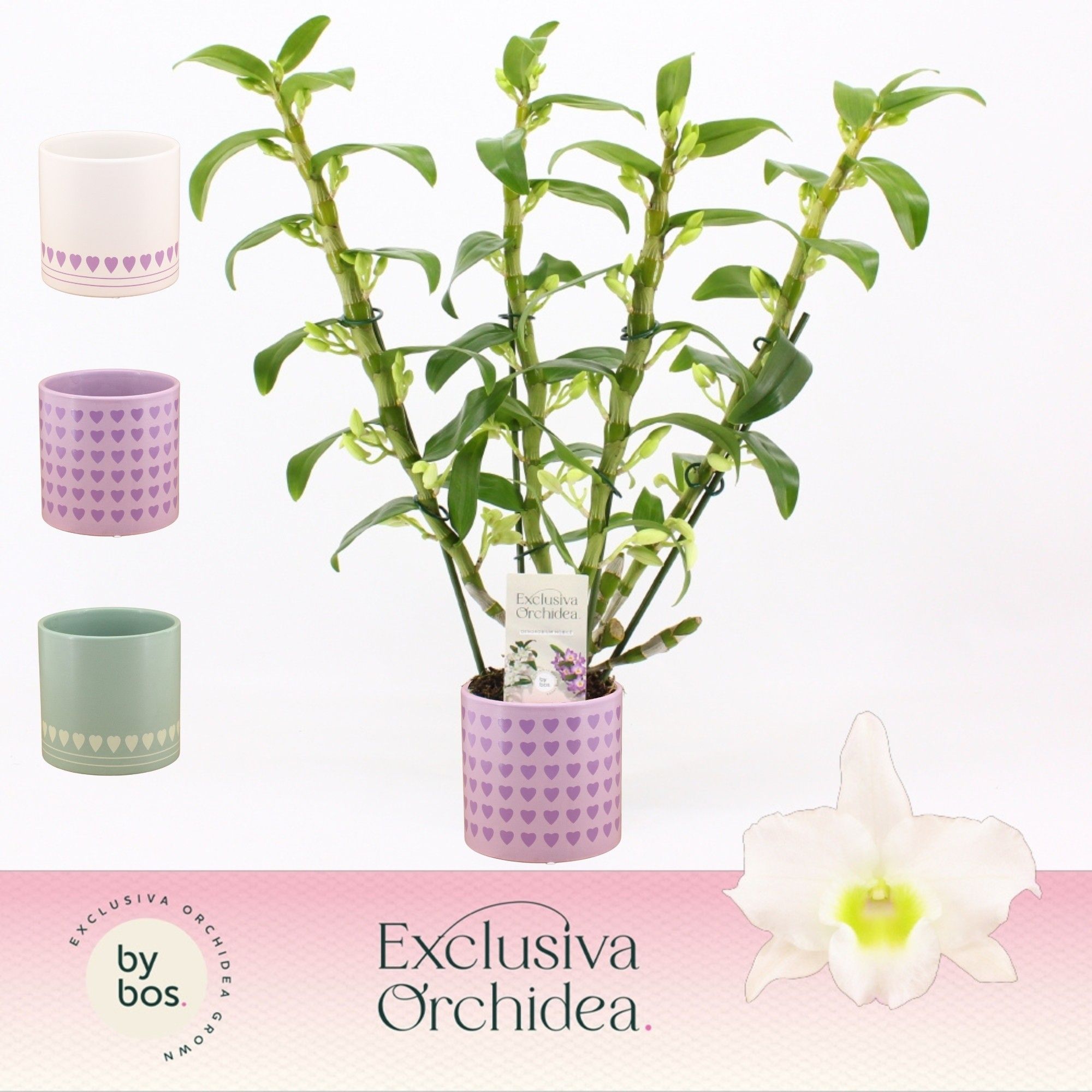 Dendrobium Nobilé, Apollon 4-spike in Horizon Love 'Exclusiva Orchidea', D 12