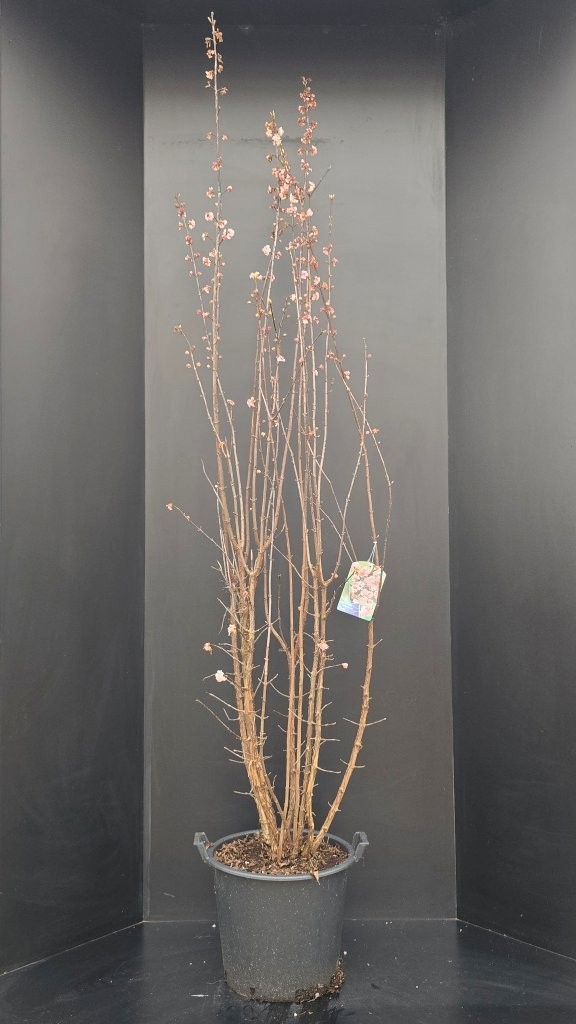 Viburnum bodnantense 'Dawn', D 40