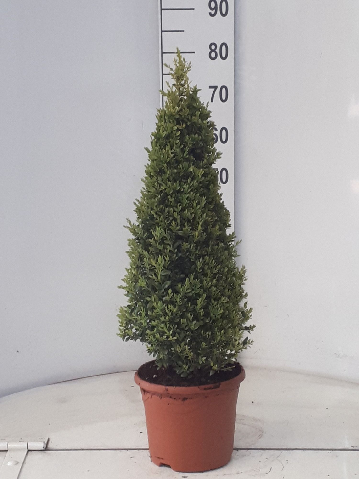 buxus sempervirens piramide 70 cm, D 26