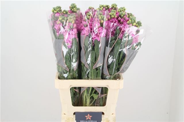 Маттиола од. Айрон Пинк 70, шт.