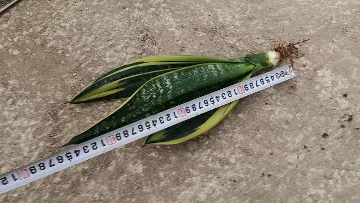 Сансевиерия Голден Орхидея 裸根 35