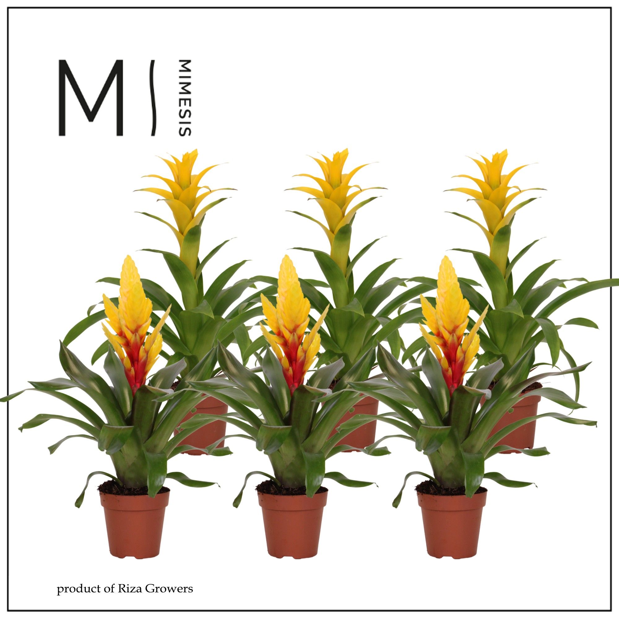 Bromelia Spring - 12cm | Mimesis, D 12