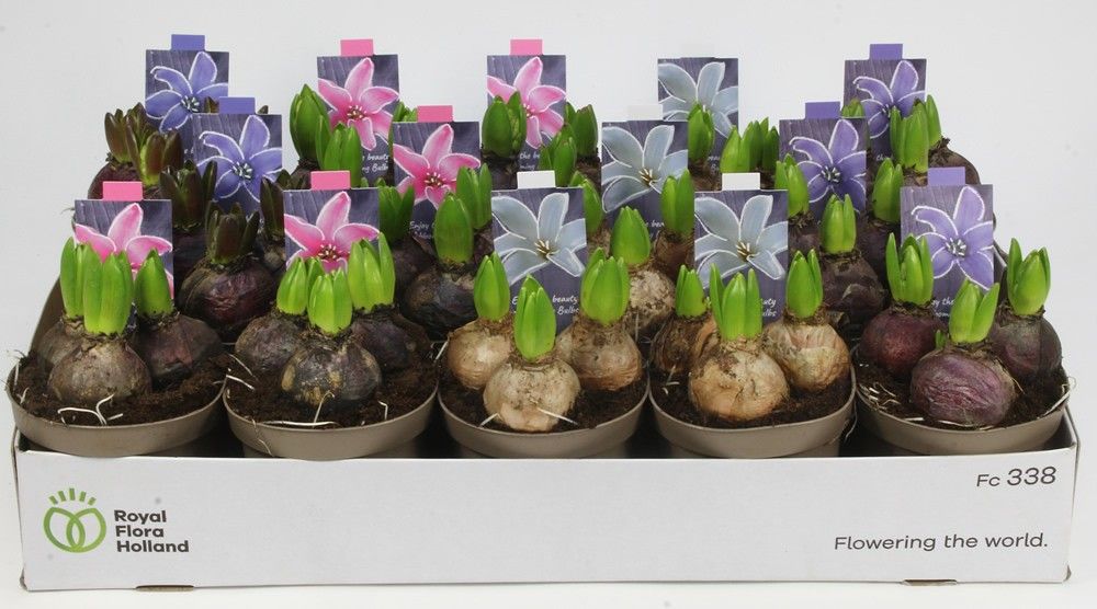 HYACINT MIX 12, D 12