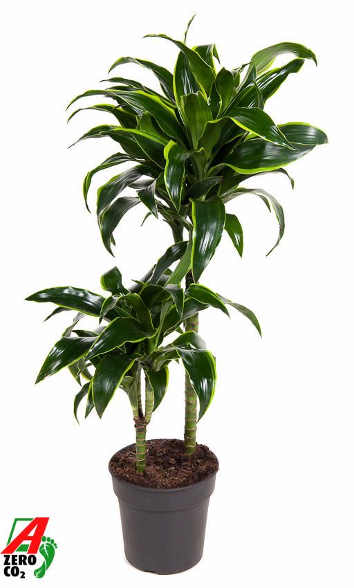 Dracaena Dorado 45-15, D 19 cm