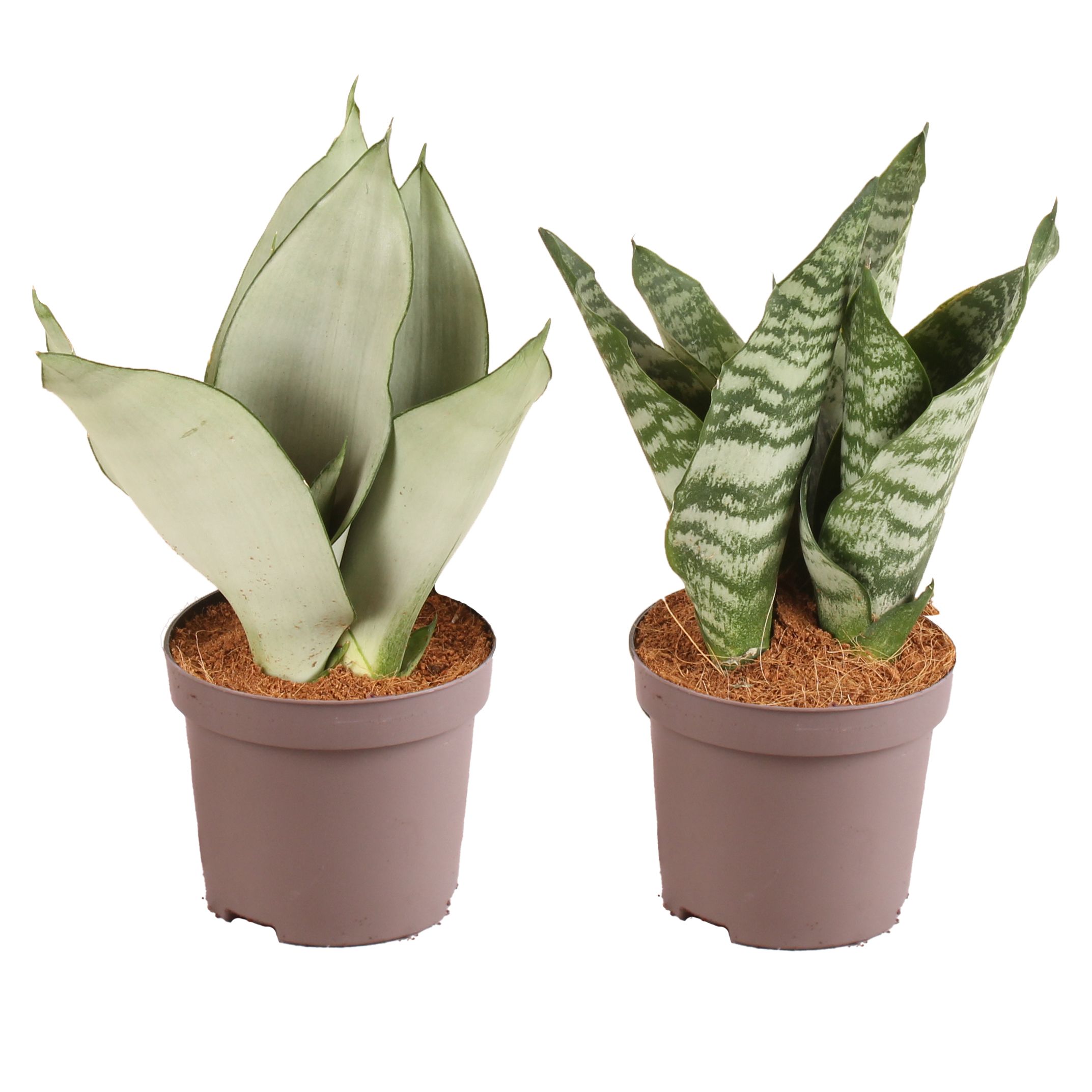 Sansevieria trif. Mix pot ø12cm in ø12cm Carbon Free pot, D 12