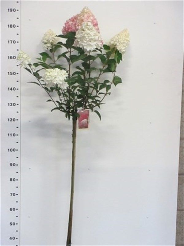 Hydrangea pan. Vanille Fraise 100st. P28, D 28 cm