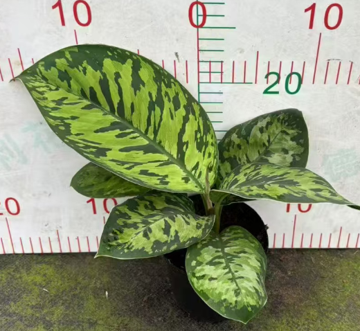 Аглаонема 110 Мини Миллениум Буилдинг 11 25