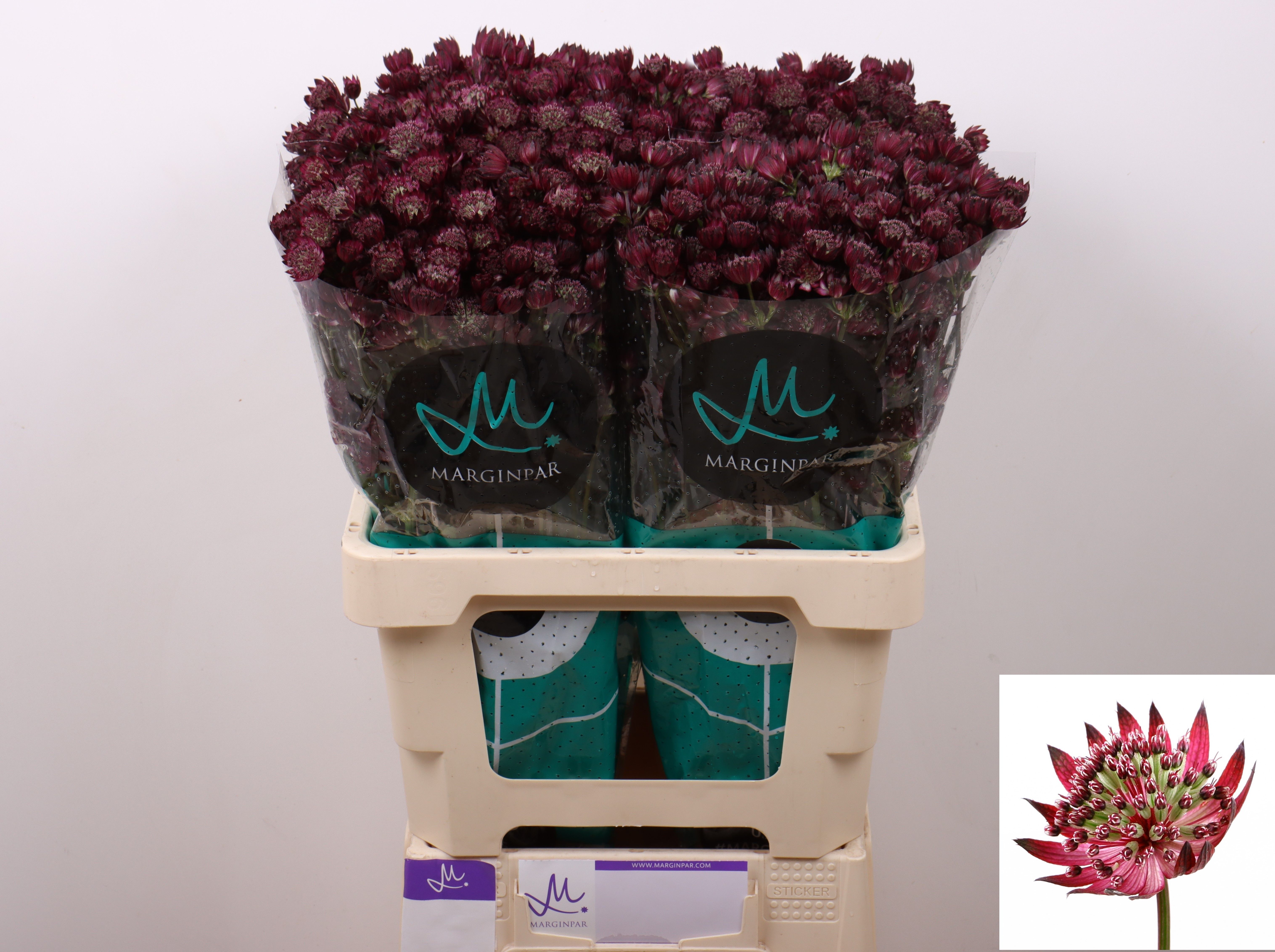 Астранция Стар Оф Лав 60, шт.