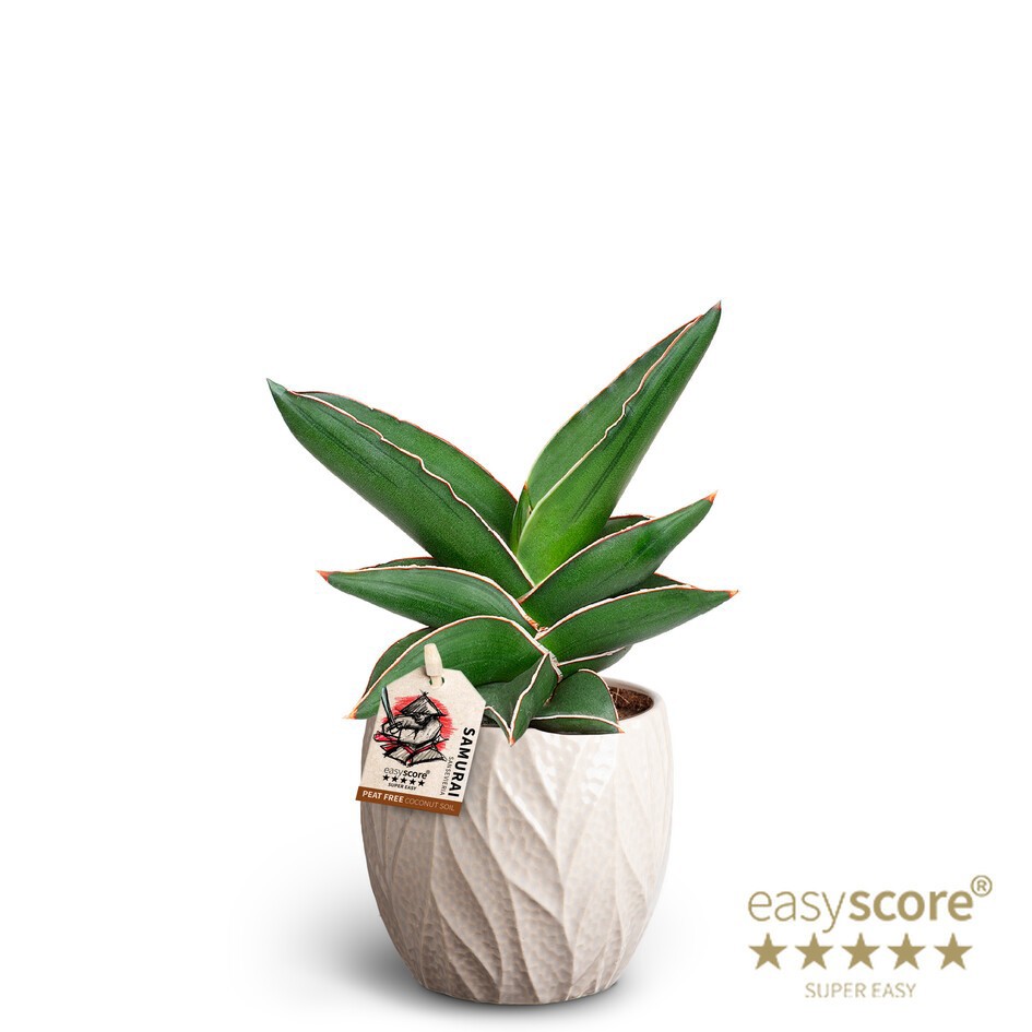 SANSEVIERIA EHRENBERGII 40935037 Leaf Sand Samurai, D 10 cm SANSEVIERIA EHRENBERGII 40935037 Leaf Sand Samurai, D 10 cm