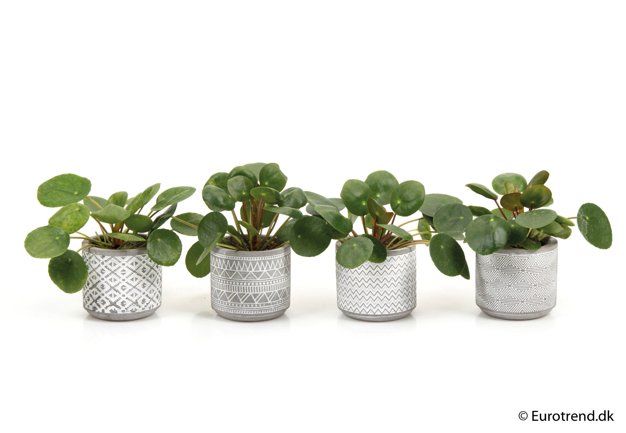 Pilea Pepemioides in ceramic - New Look 2025, D 6