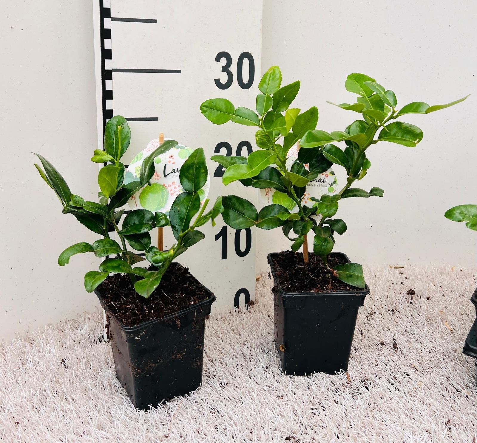 Citrus hystrix ''Kaffir-Lime''(no fruits), D 9