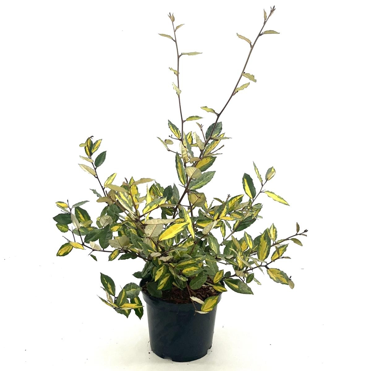 Elaeagnus pungens 'Maculata', D 19 cm