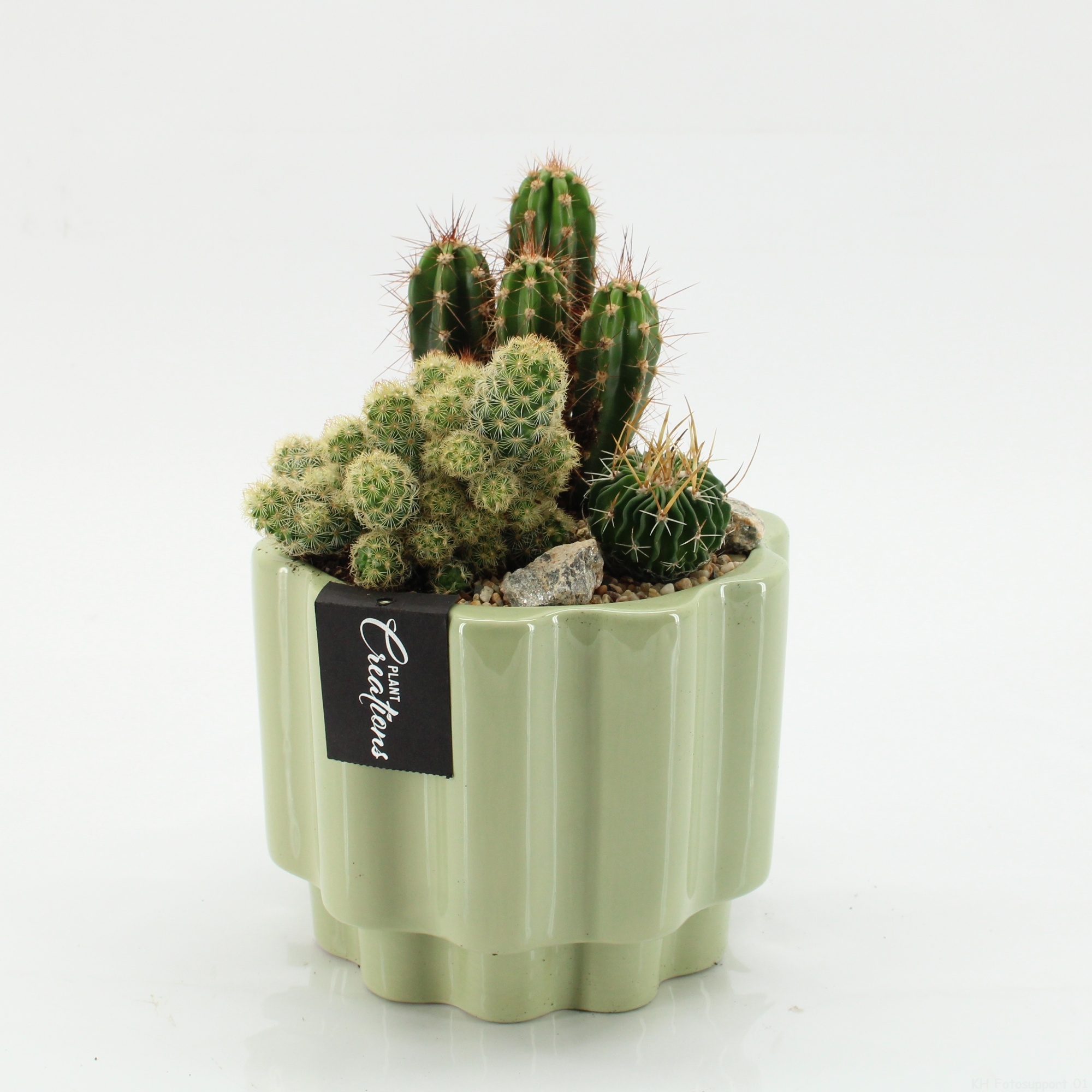 CTCR-2623 Cactus Essentials, D 17