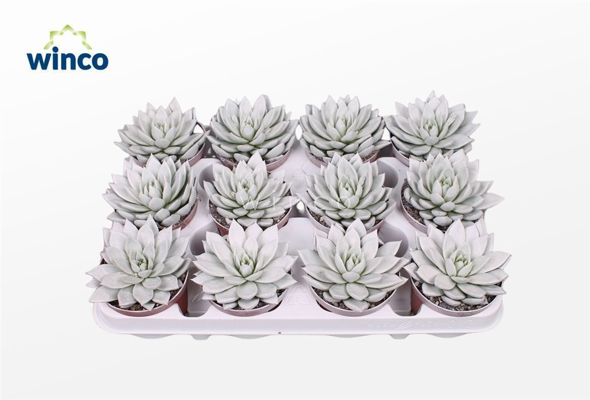 Echeveria Agavoides Paint White, D 8,5
