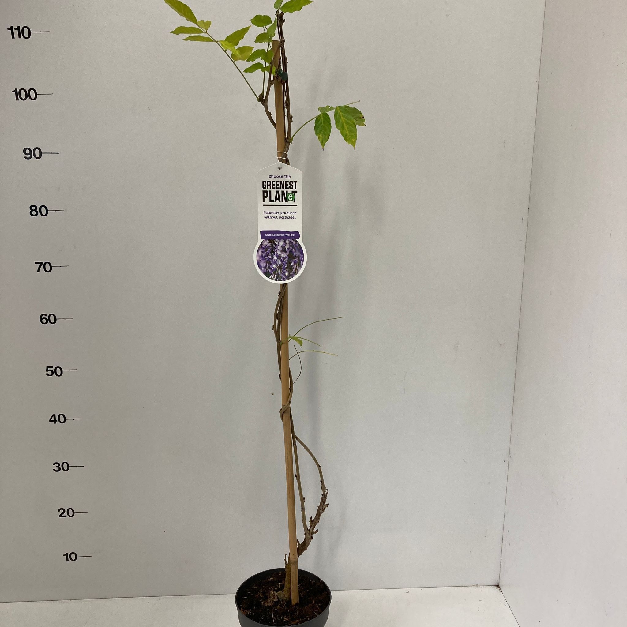 Wisteria sinensis 'Prolific', D 17