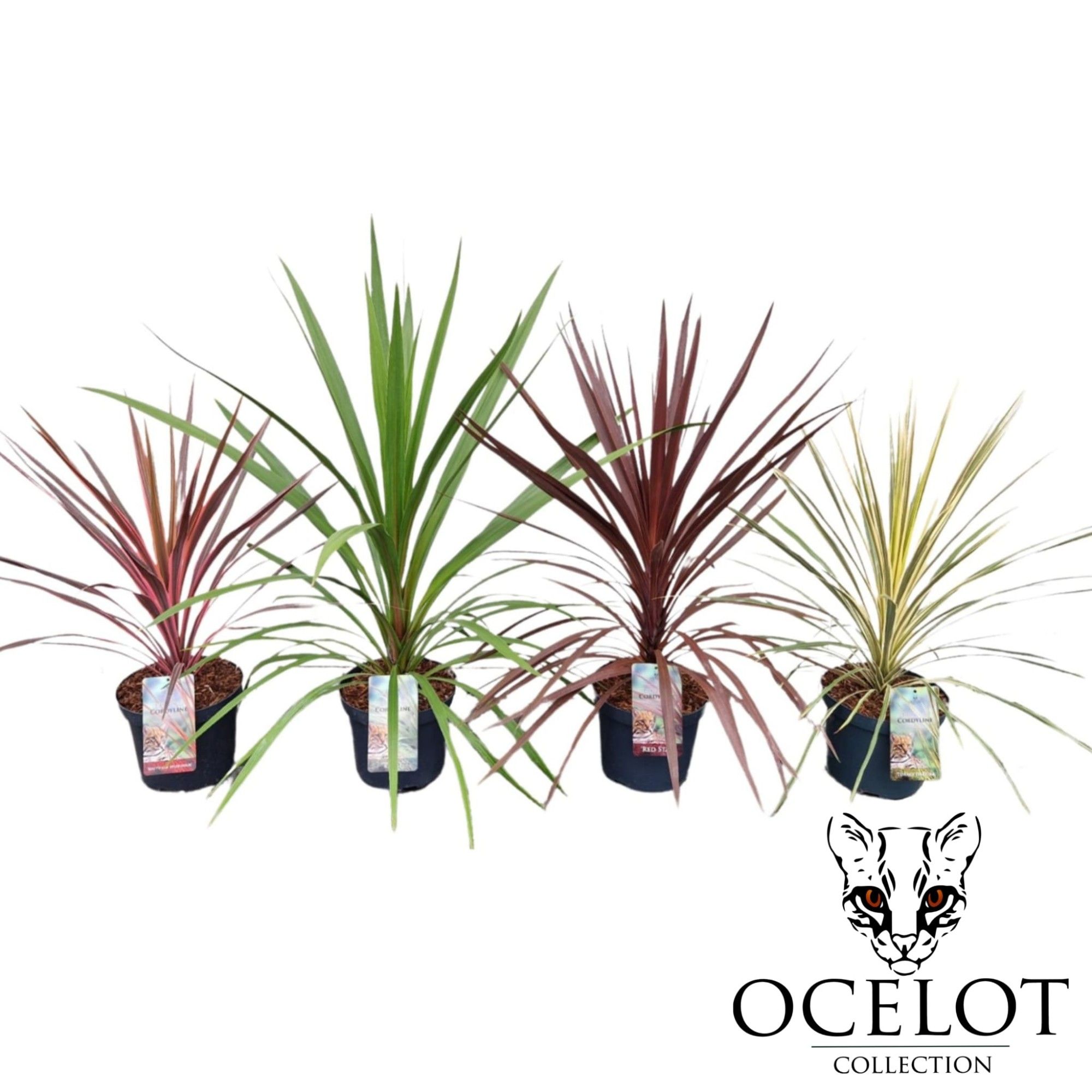 Cordyline aus. 'Colour Mix', D 26