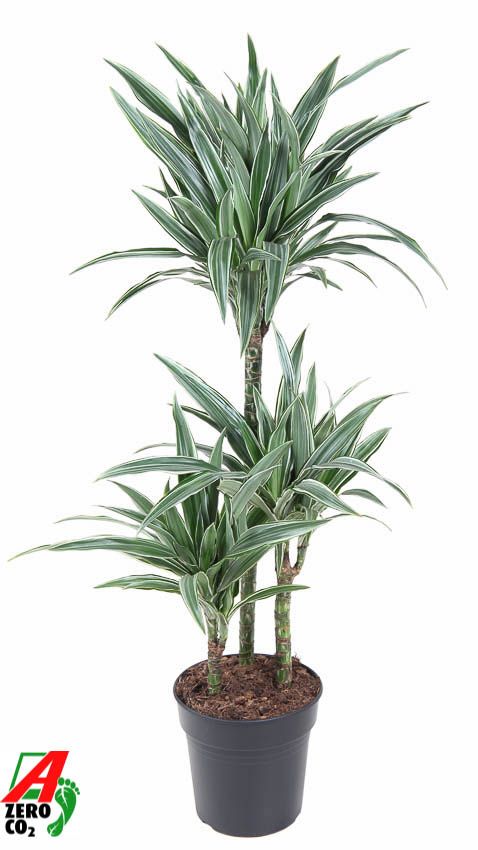 Dracaena Warneckei 60-30-15, D 21