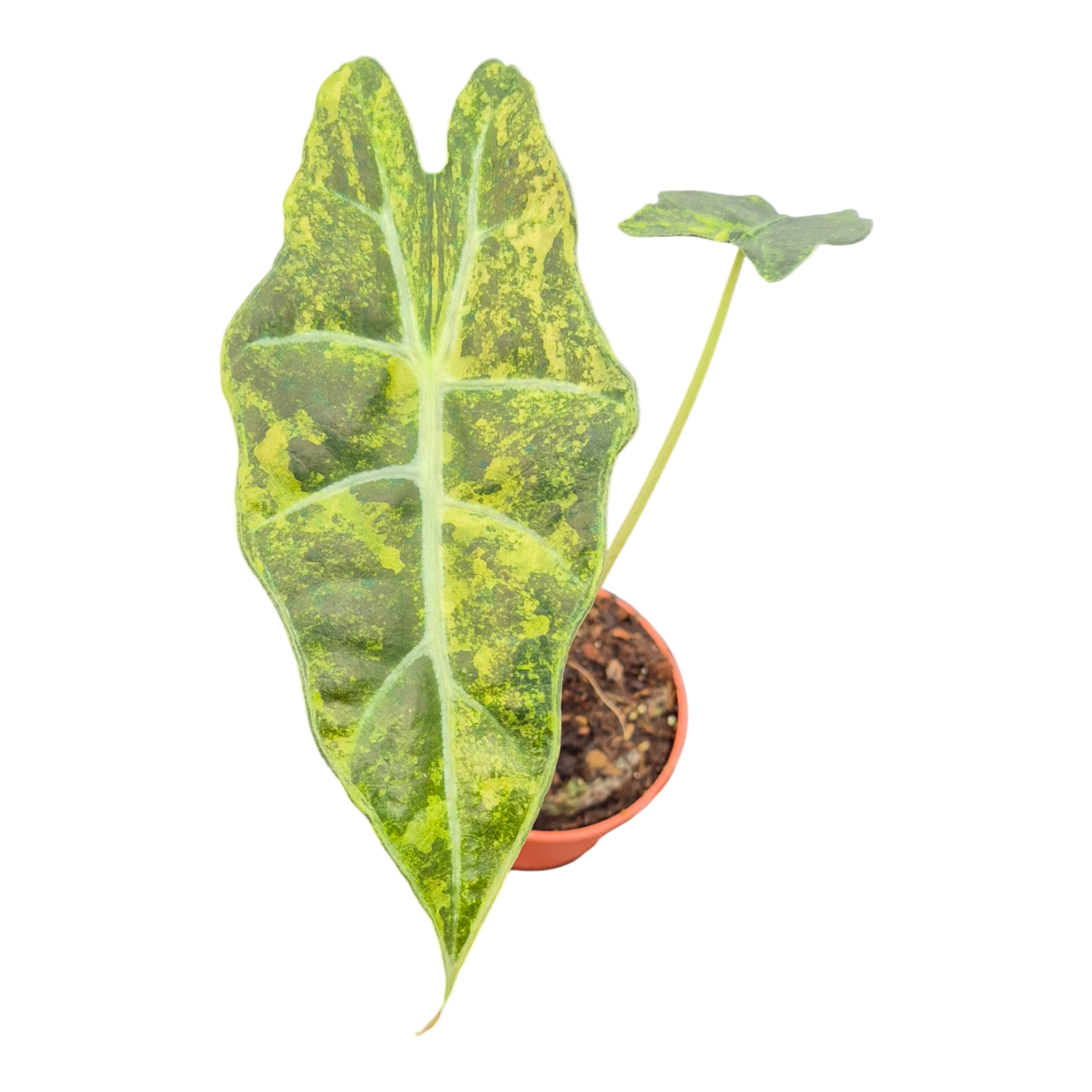 Alocasia Sanderiana Bull Variegata, D 7