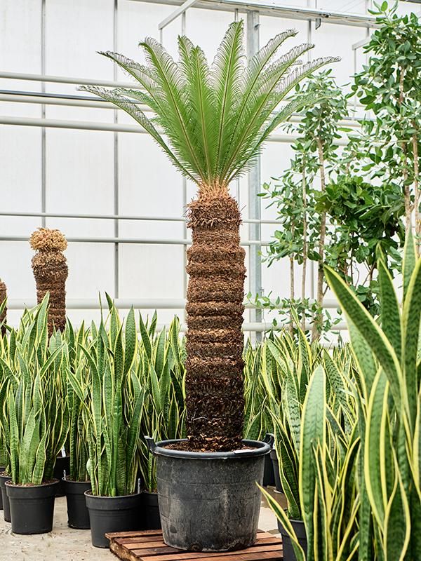 Cycas revoluta, D 60