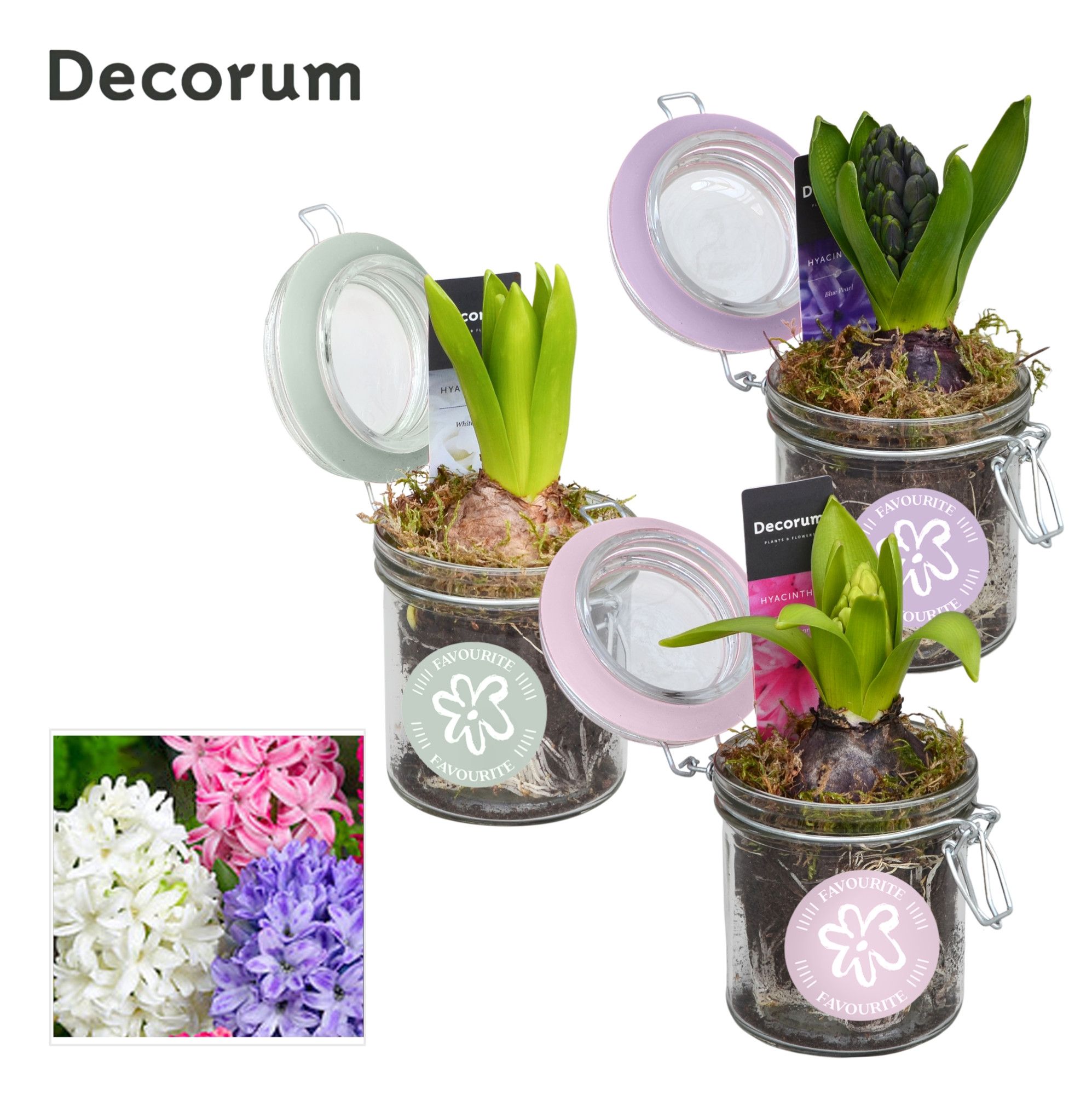 Hyacint Weckpotje HL13040 [LOVELY COLORS], D 9