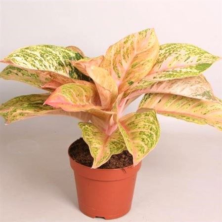 Aglaonema 'Bidadari', D 17