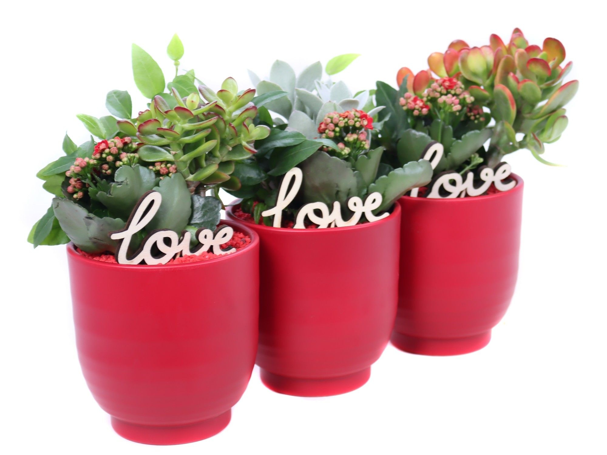 Opgemaakte valentijn groove met suc, hedera, kalanchoe, D 14