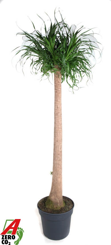 Beaucarnea stam P40 - 5ft, D 40