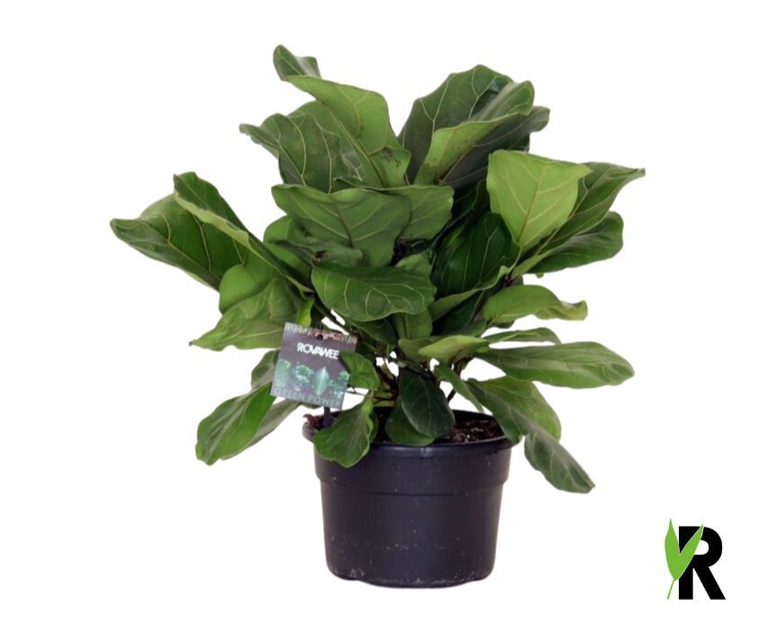 Ficus Lyrata ´Clumb´ in hoes, D 21