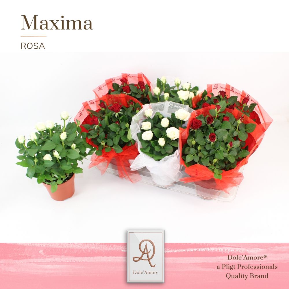 Potroos Roma Mix P14 Dolc'Amore® in Organza Hoes, D 14