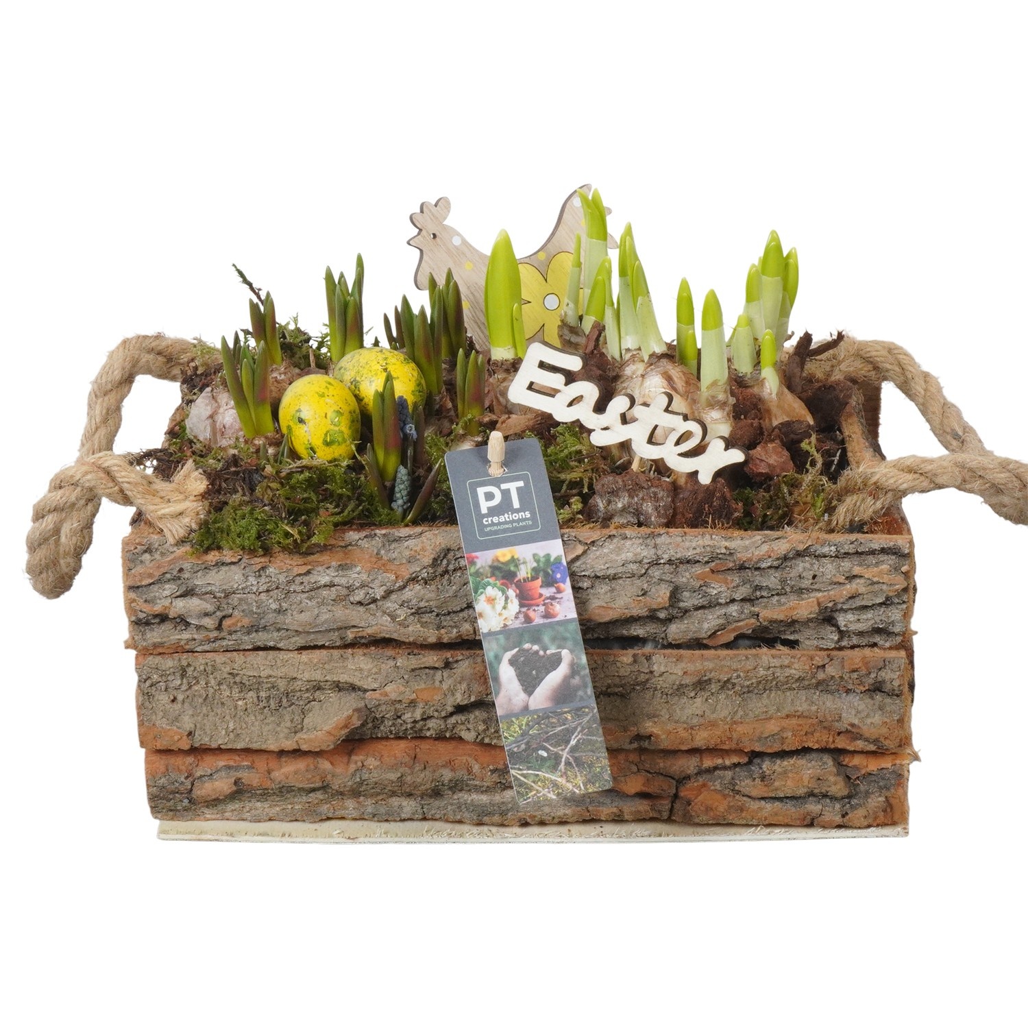 PTBMP5729 Arrangement Easter Bulbs Mix in houten rechthoekige bak, D 25