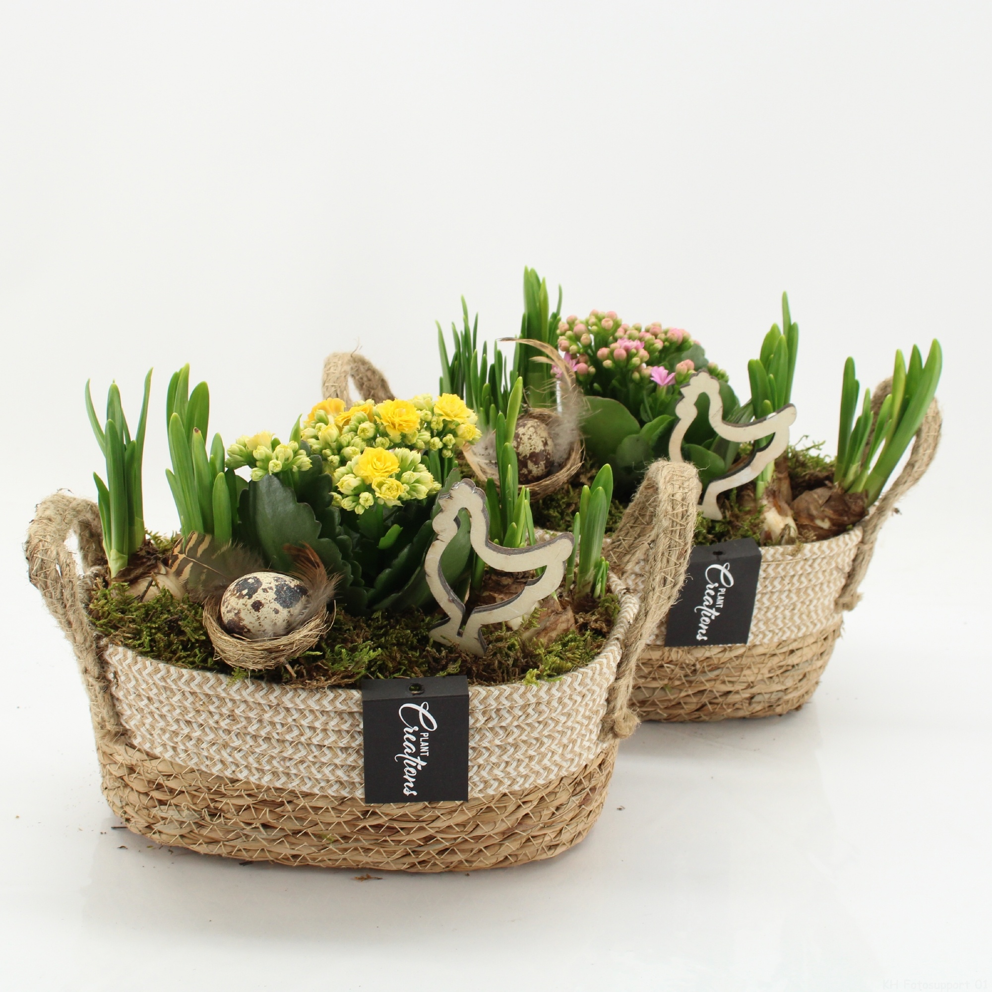 PNCR-2607 Paas narcis creatie, D 24