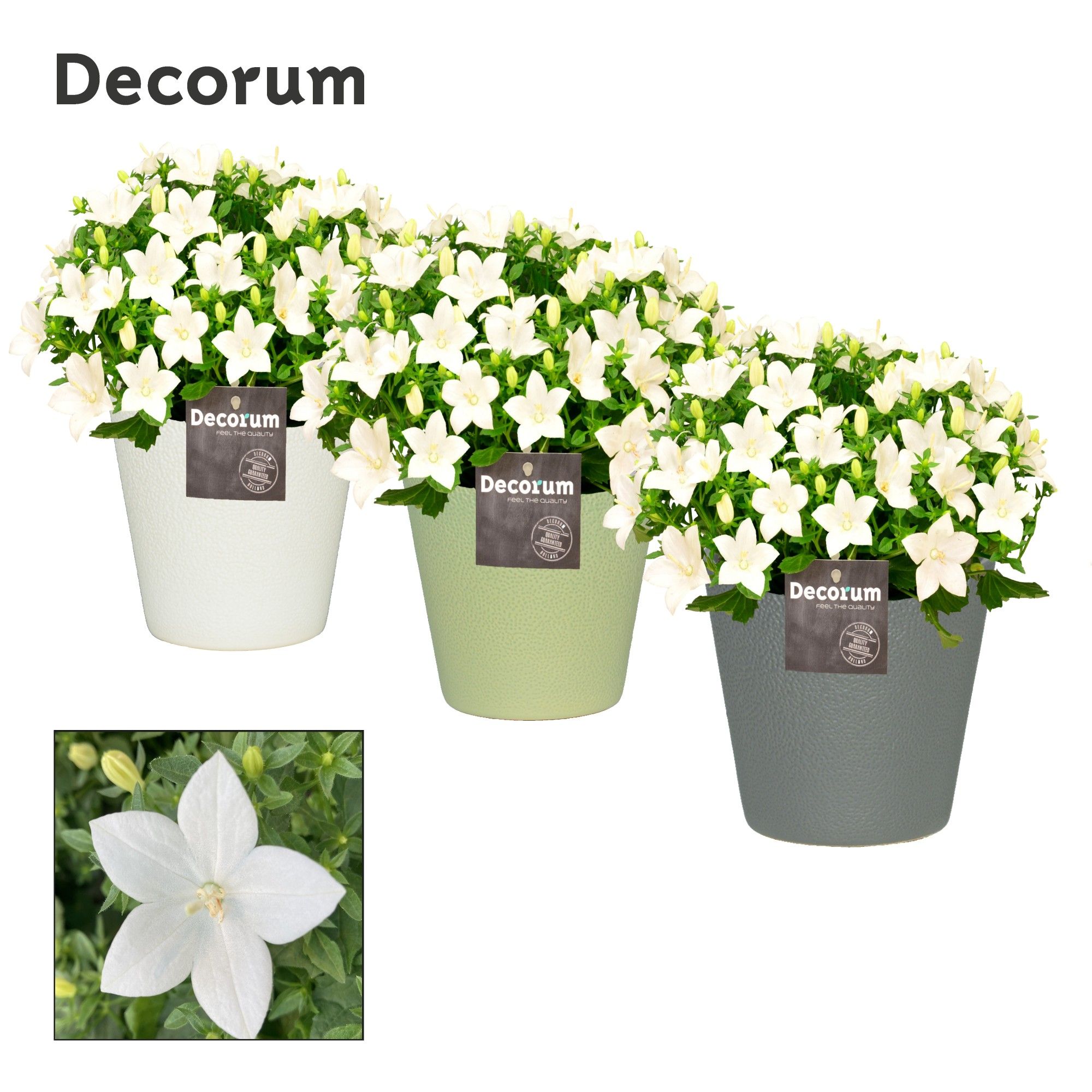 Campanula 'Atlanta' in Ruby Decorum, D 13