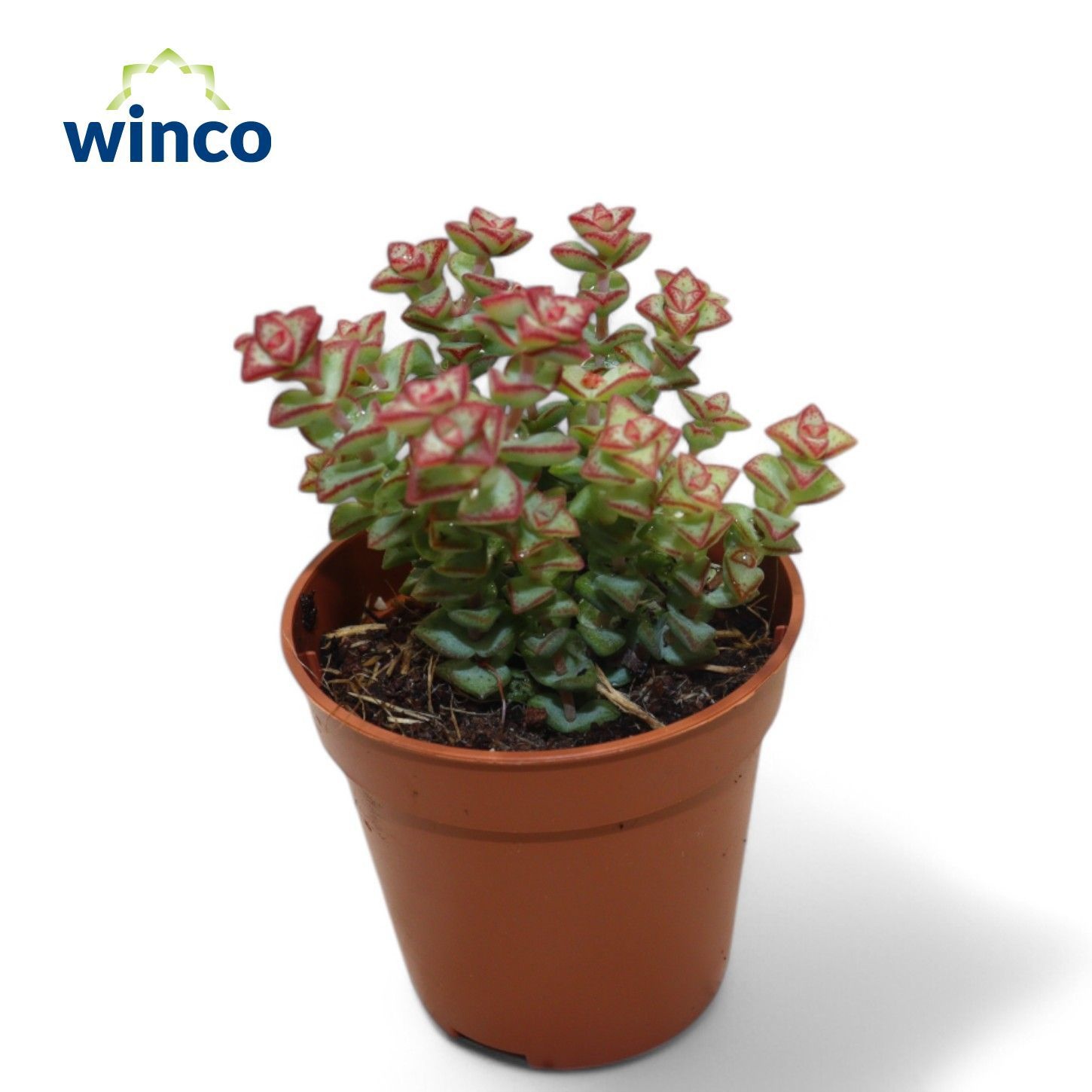 Crassula Tom Thumb, D 5,5 cm