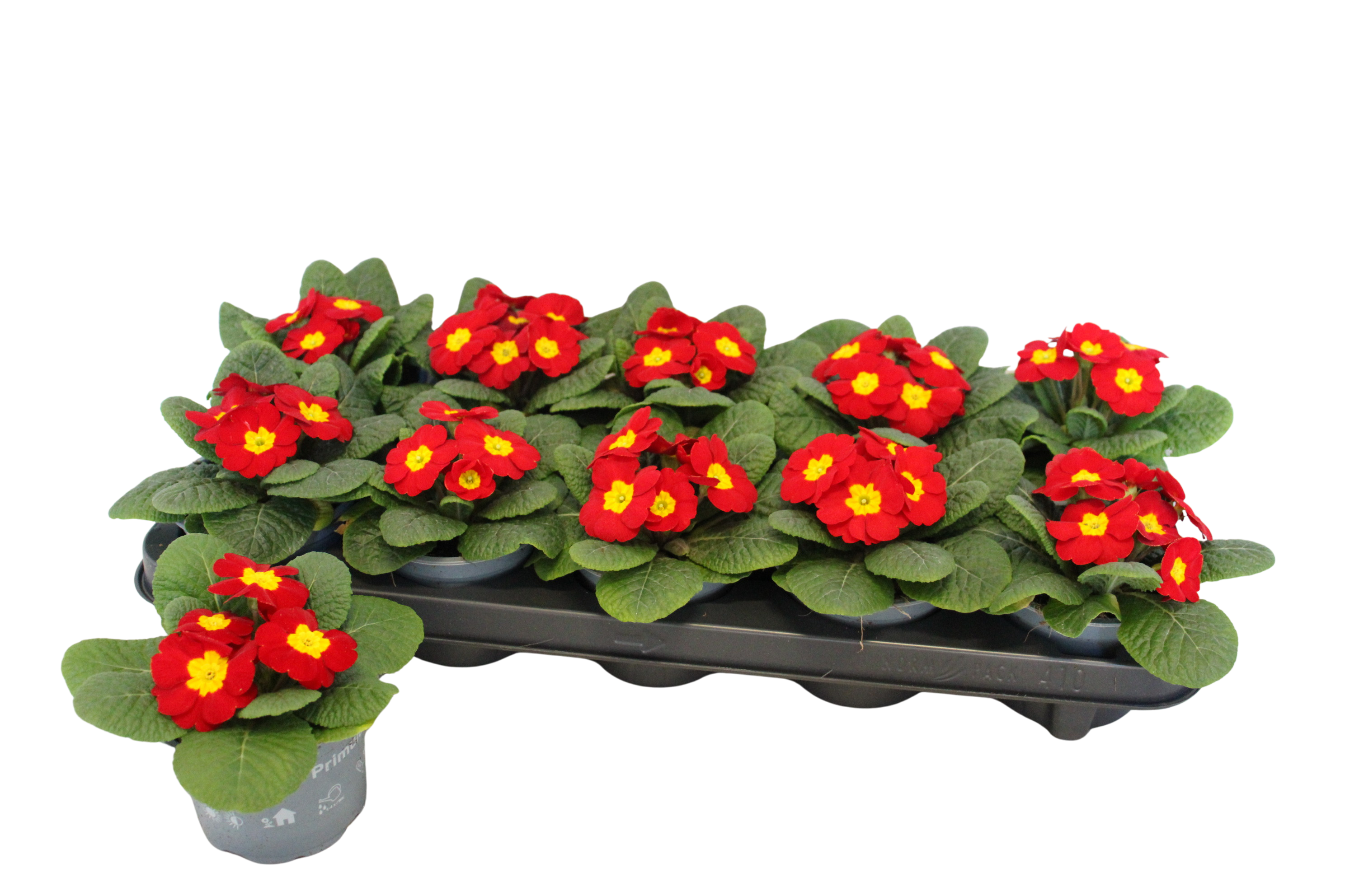 Primula acaulis Red 10,5 cm, D 10