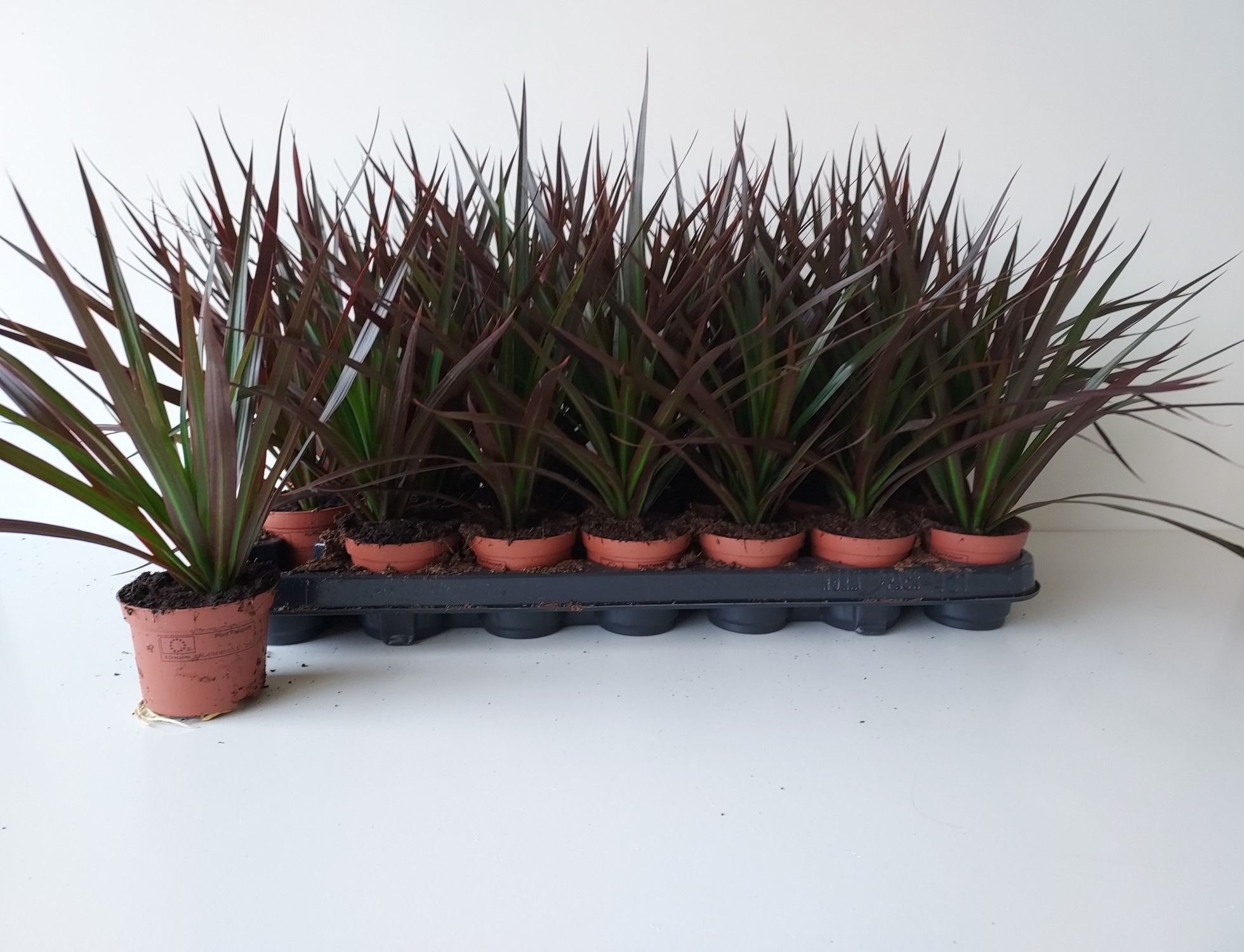 Dracaena Magenta 8cm, D 8